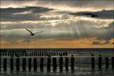 Rays * by arra<br><b>1st Place</b>