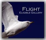 Eligible Gallery