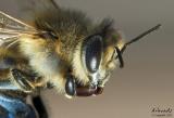 Slow Bee *
