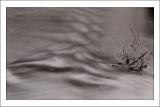 Flotsam*