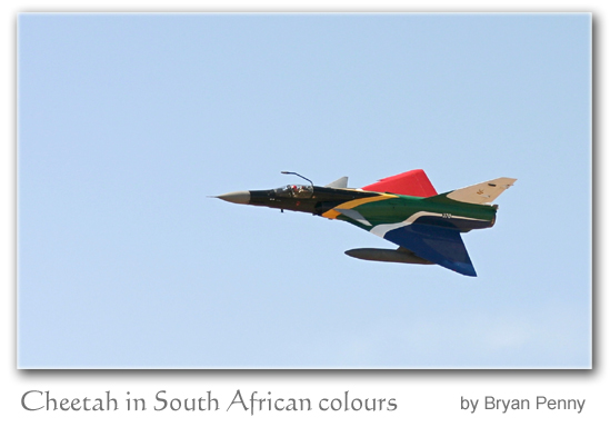 Cheetah in South African colours