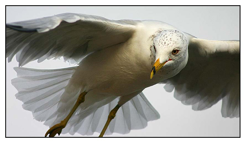 <b>Swoop du Jour<b>*<br><b>4th Place</b>