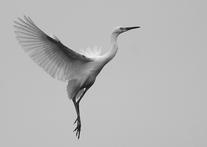 Egret Ballet*