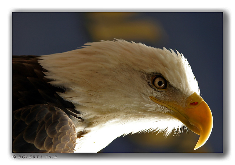American Flight *<br><b>6th Place</b>