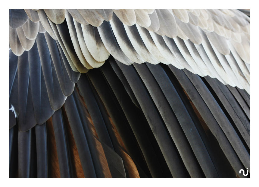 wing
