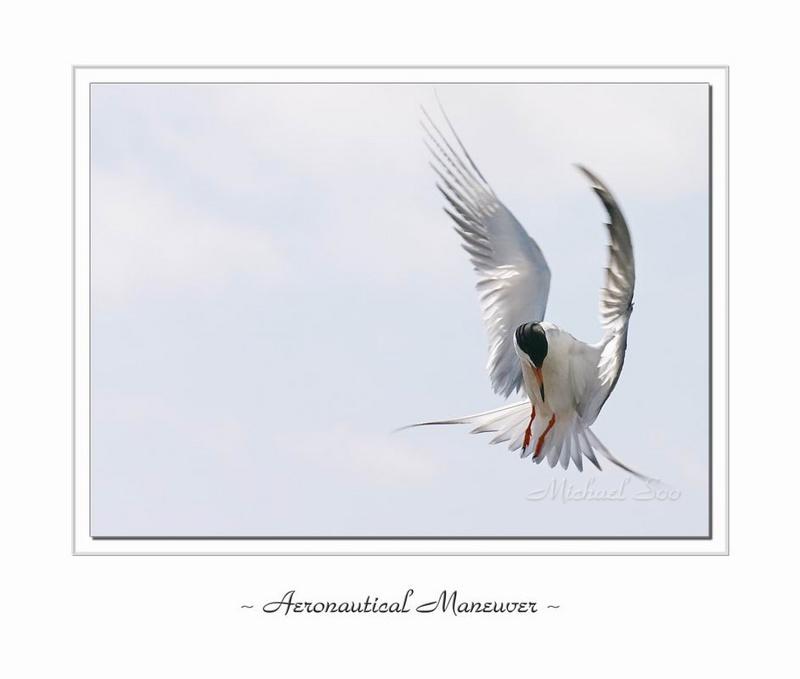 Aeronautical Maneuver<br><b>5th Place</b>