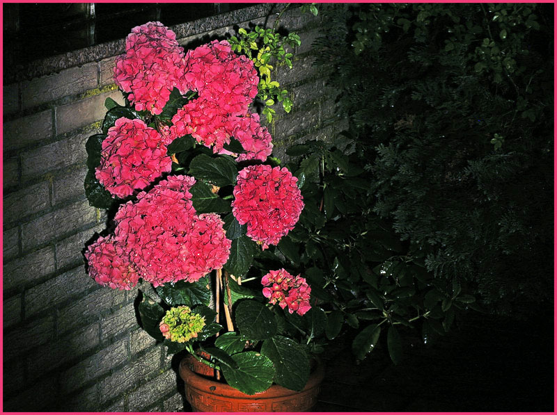 Flowers in the rain*