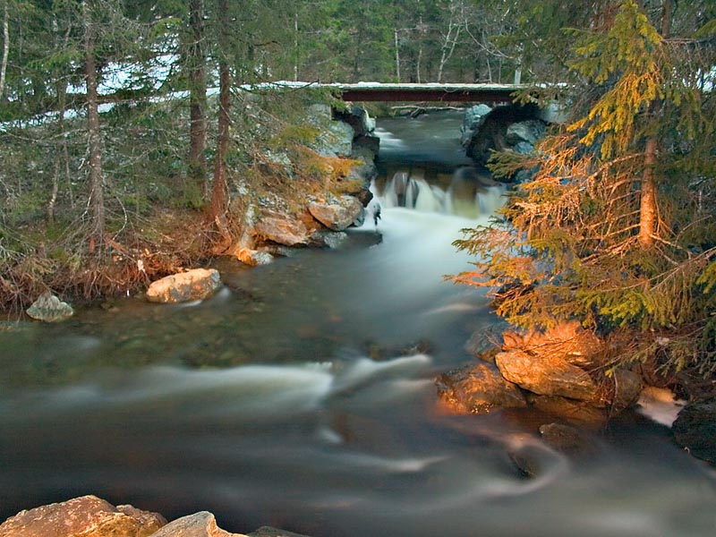 Stream in the forest *