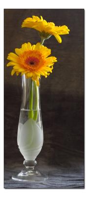 To A Mountain Daisy