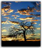 Old Blue Oak (Quercus douglasii)
