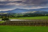 Yarra Valley*