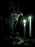 Lonely Nights
