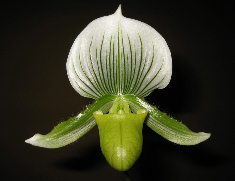 Paphiopedalum hybrid