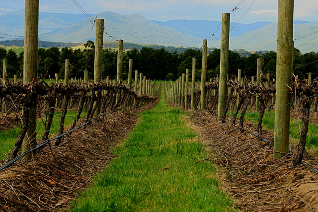 Vineyard*