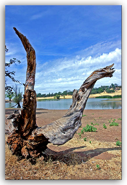 Dead Wood