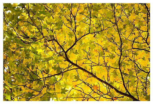 * Autum Branches