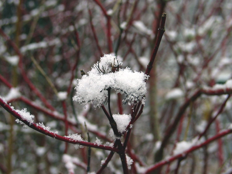 First Snow *
