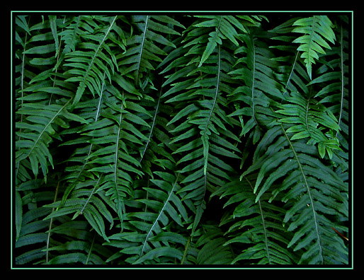 Ferns *