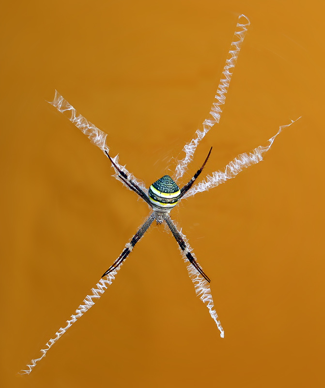 Spider
