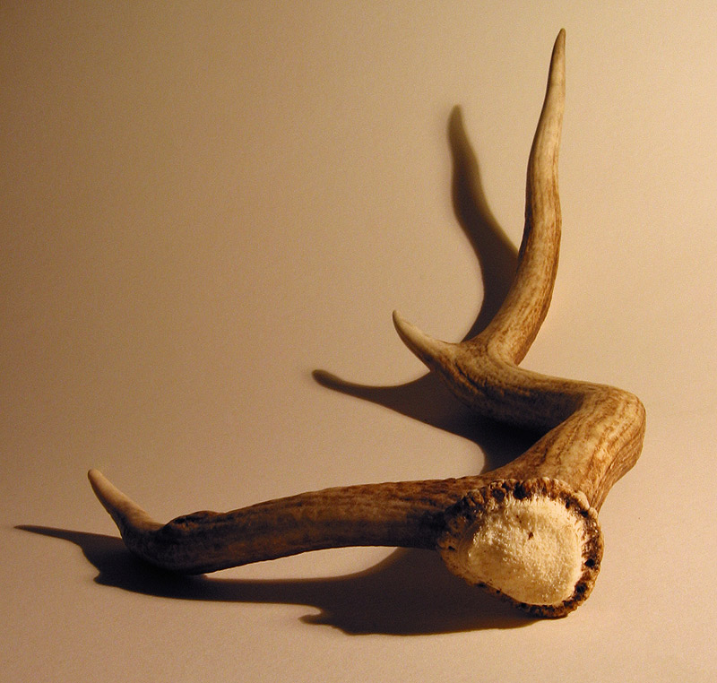 Antler