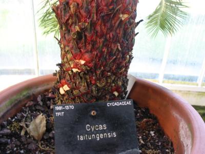 Cycas taitungensis Pic 2