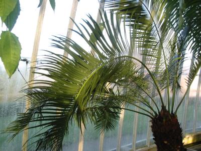 Cycas taitungensis Pic 3