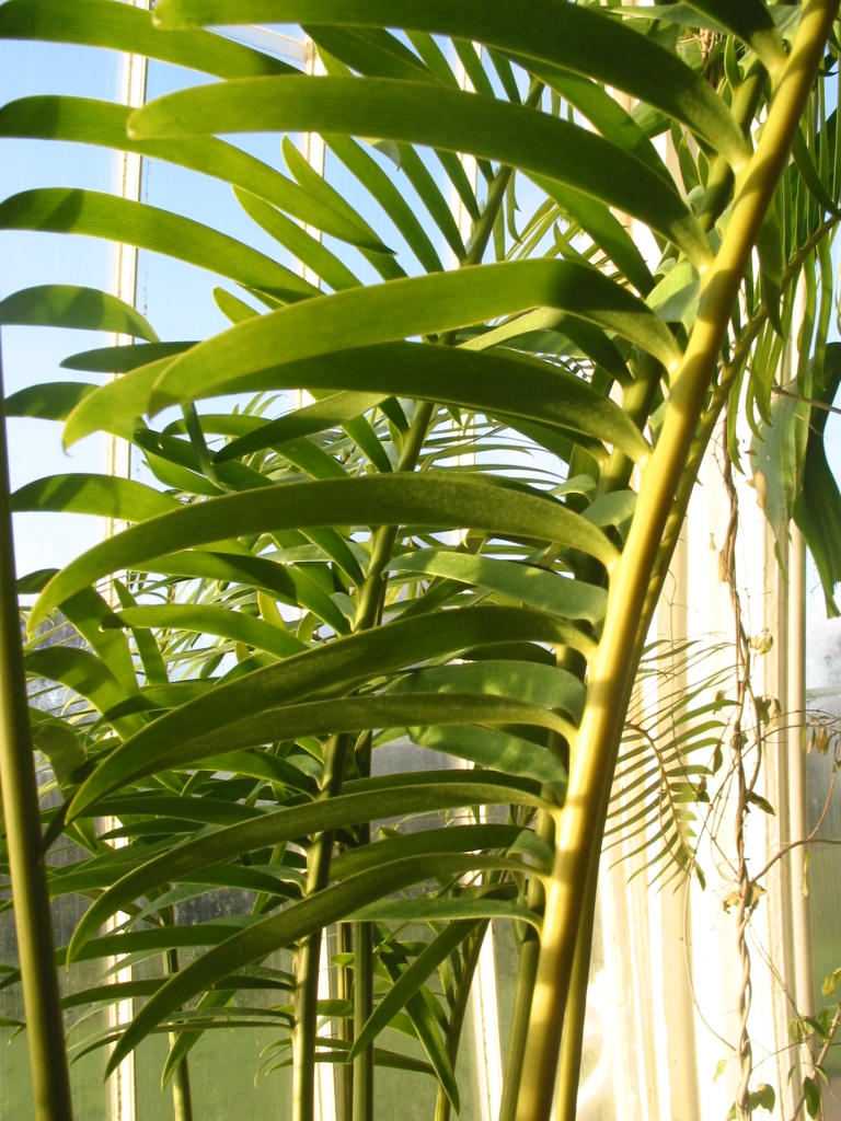 Lepidozamia hopei Pic 4