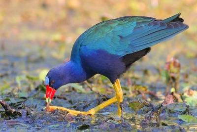 Purple Gallinule