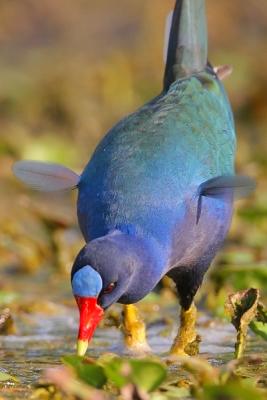 Purple Gallinule