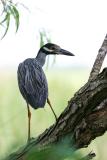 Yellow-crowned Night-Heron