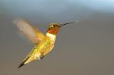 Ruby-throated Hummingbird