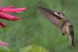 Ruby-throated Hummingbird