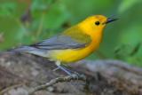 Prothonotary Warbler