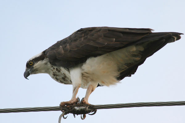 Osprey