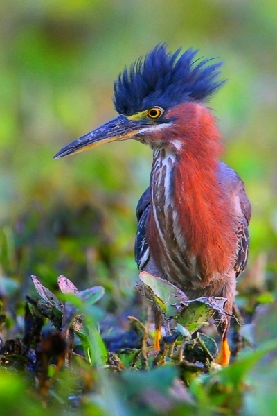 Green heron