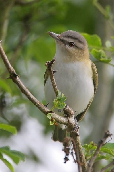 Red-eyed vireo