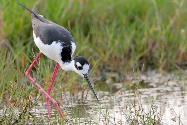 Black-necked Stilt