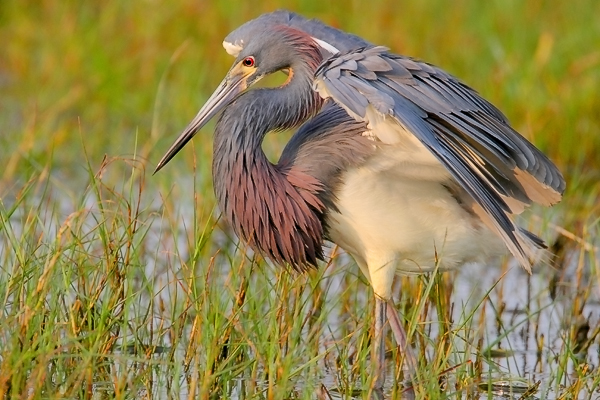 Tricolored Heron