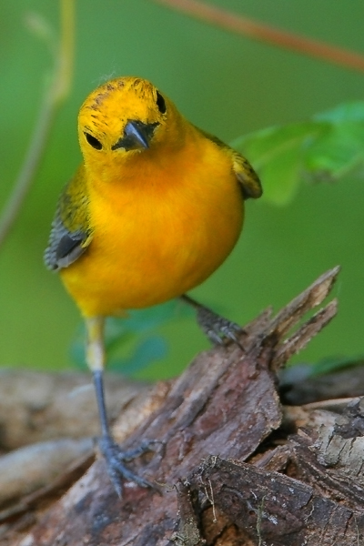 Prothonotary Warbler