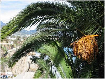 Palm seeds