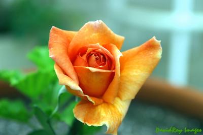 u18/davidroyimages/medium/8068988.orangerose.jpg