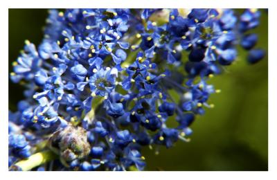 shrub in flower