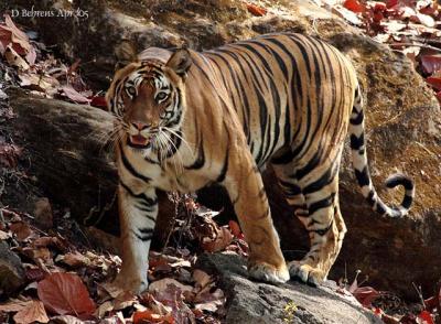 Bandhavgarh Tiger Reserve, Madhya Pradesh, India:  April 2005