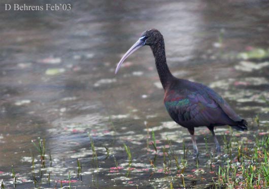 Glossy-Ibis-filt.jpg