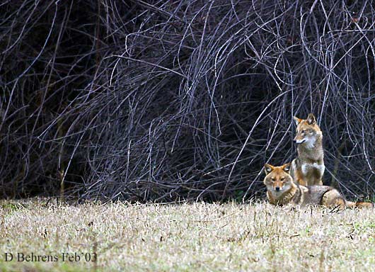 Jackals.jpg
