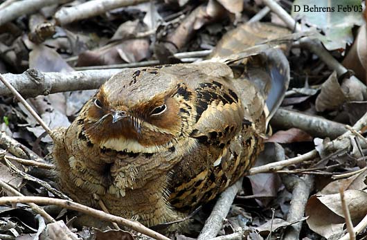 Large-tailed-Nightjar.jpg