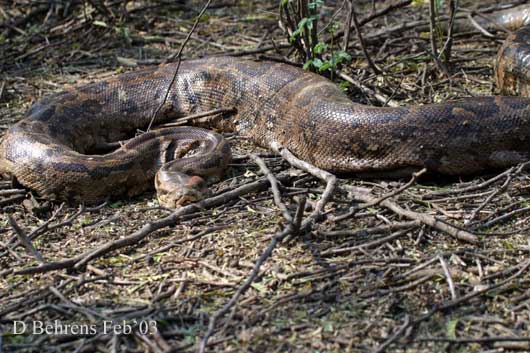 Indian-Rock-Python.jpg