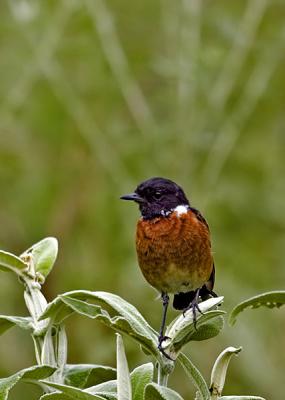 Animals of South Africa