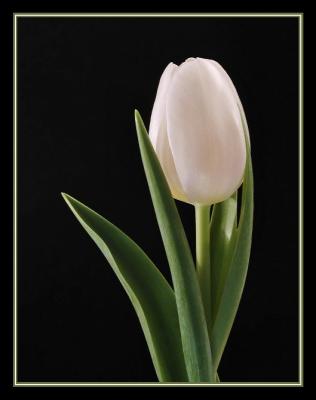 White Tulip finale1.jpg