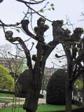 Plane trees